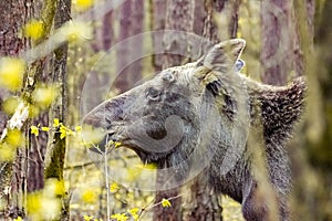 Close-up photo of a moose in the wild.