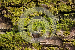 Close-up photo of mossy tree trunk