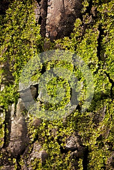 Close-up photo of mossy tree trunk