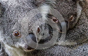 Mother koala and joey