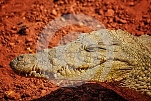Close up photo of the mouth and teeth of a nile crocodile. It is portrait of head. IIt is wildlife photo of Nile crocodile in