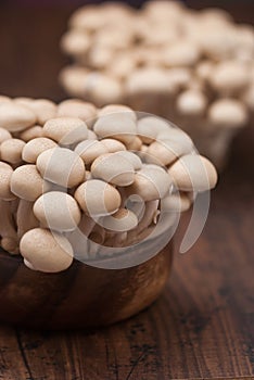Close-up photo of mushrooms on wood.
