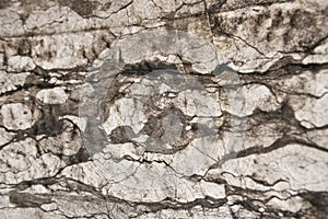 Close-up photo of natural white and black antique stone wall