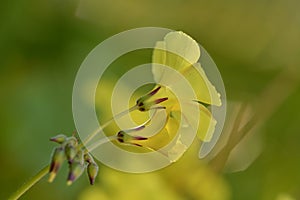 A close-up photo of a nice yellow wild flower. Selective focus, shallow depth of field, interesting bokeh.