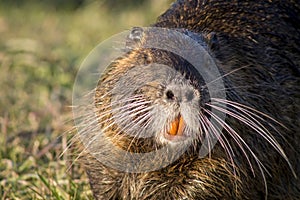Close up photo of a nutria, also called coypu or river rat