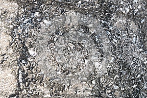 Close up photo of old coquina stone texture