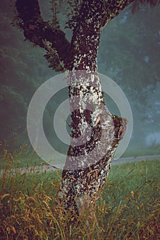 Close-up photo of an old mossy tree on a foggy morning in the autumn forest