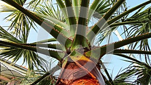 Close-up photo of old palm tree bark.