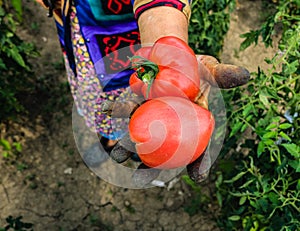 Close up photo of an old woman`s hand holding two ripe tomatoes. Dirty hard worked and wrinkled hand photo