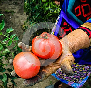 Close up photo of an old woman`s hand holding two ripe tomatoes. Dirty hard worked and wrinkled hand