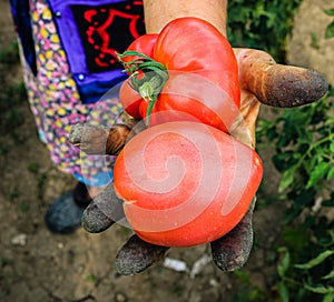 Close up photo of an old woman`s hand holding two ripe tomatoes. Dirty hard worked and wrinkled hand