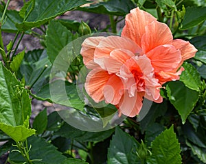 Close up photo of orange Chinese hibiscus