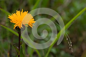 Close up photo of orange flower in soft focus