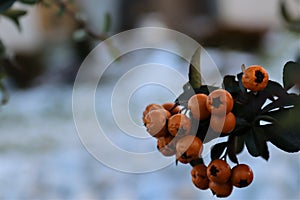 Close-up photo of orange Soleil d\'Or berries in winter