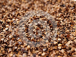 Close up photo of organic buckwheat husks