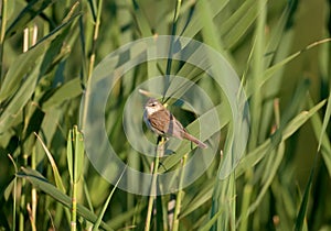 Close-up photo of a paddyfield warbler