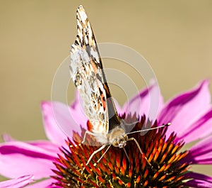 Painted lady butterfly close up