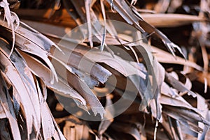 Close up photo of palm tree dry leaves receiving evening light