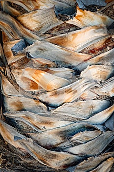 Close up photo of a palm tree trunk with abstract lines