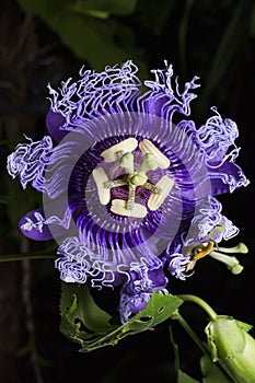 Close up photo of Passiflora incarnata flower in botanic garden. photo