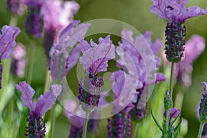 A close-up photo of a patch of nice pink lavender Lavandula angustifolia. Selective focus, shallow depth of field.