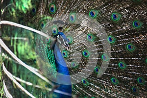 Close-up photo of a peacock opening colorful wings