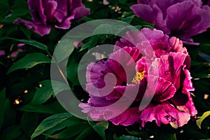 Close up photo of peony paeonia officinalis flowers with morning dew in sunlight