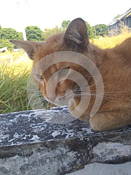 close-up photo of a pet cat relaxing on a wall beautiful brown cat