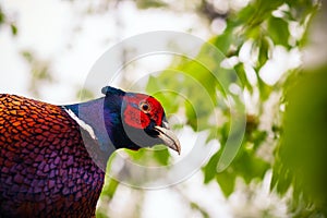 Close up photo of pheasant