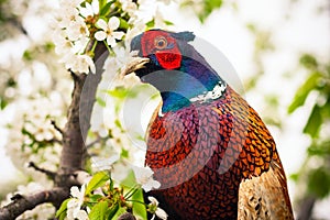 Close up photo of pheasant