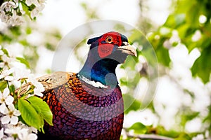 Close up photo of pheasant