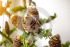 Close-up photo of pine tree branches on sunny day. Christmass and New year concept.