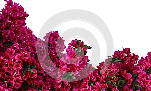 Close-up photo of pink bougainvillea flowers isolated.