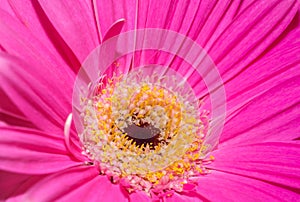 Close-up photo of a Pink flower Coral Gerbera Daisy for background or texture