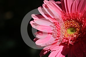 Close-up photo of pink gerbera daisies.