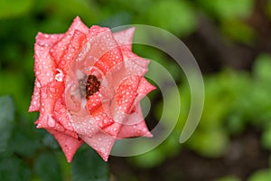 Close up photo of pink rose in soft focus and with rain drops