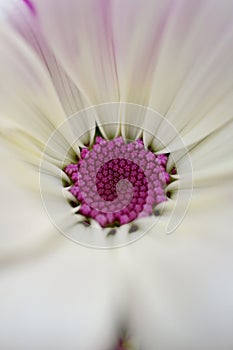 Close-up photo of pink and white sunflower leaves and chrysanthemums