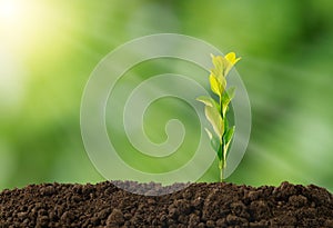 Close up photo of plant growing from soil with sun ray and light beam with green background.