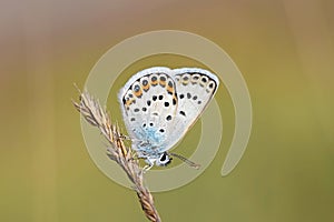 Male Plebejus idas , The Idas blue or northern blue butterfly photo