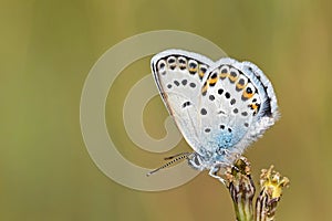 Male Plebejus idas , The Idas blue or northern blue butterfly on flower photo