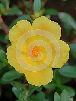 Close up photo Portulaca grandiflora is commonly called Rose Purslane or rose mose? photo