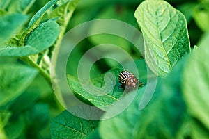 Close-up photo of a potato beetle on a plant leaf in a field. Suitable for banner protection for agriculture