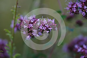 Close-up photo of pretty blooming wild oregano herb with small purple flowers in summer meadow. Origanum vulgare or wild common