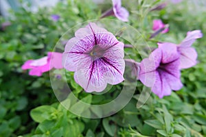 Close-up photo of purple flowers.
