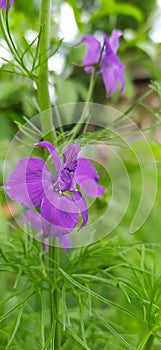 Close-up photo of purple flowers Consolida regalis