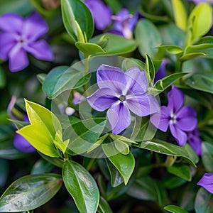 Close-up photo of purple flowers and Green Leaves. Flowering flowers, a symbol of spring, new life