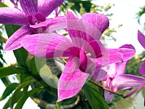 close-up photo of purple flowers that live by sticking to other tree plants