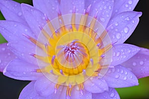 Close up photo of a purple lotus flower