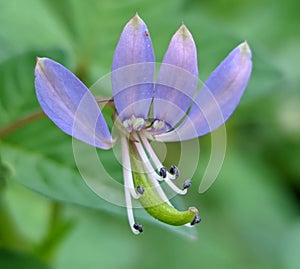 close-up photo of purple maman flowers photo