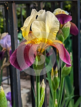 Close up photo of a purple and yellow bearded iris